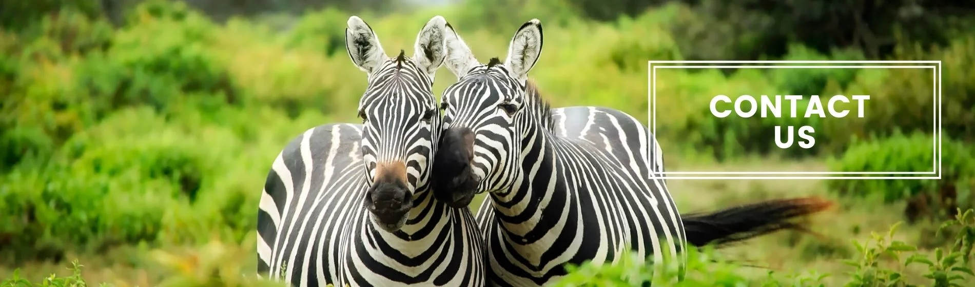 behavioural ecology group website contact us