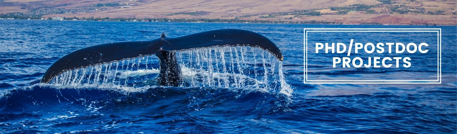 behavioural ecology group website phd postdoc projects