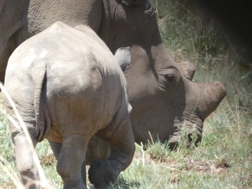 damaris riedner kinship and its impact on mate choice vocalization and behaviour in southern white rhinoceros