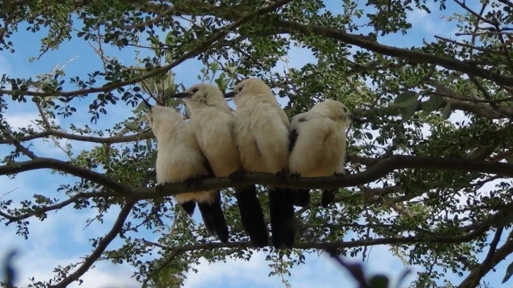 sabrina engesser the biological underpinnings of pied babbler combinatorial communication