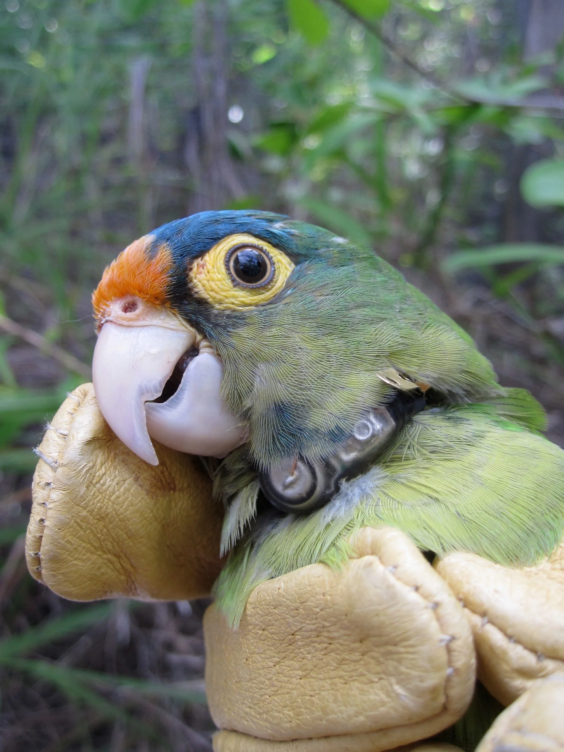 orange fronted conure with vhf transmitter collar scaled