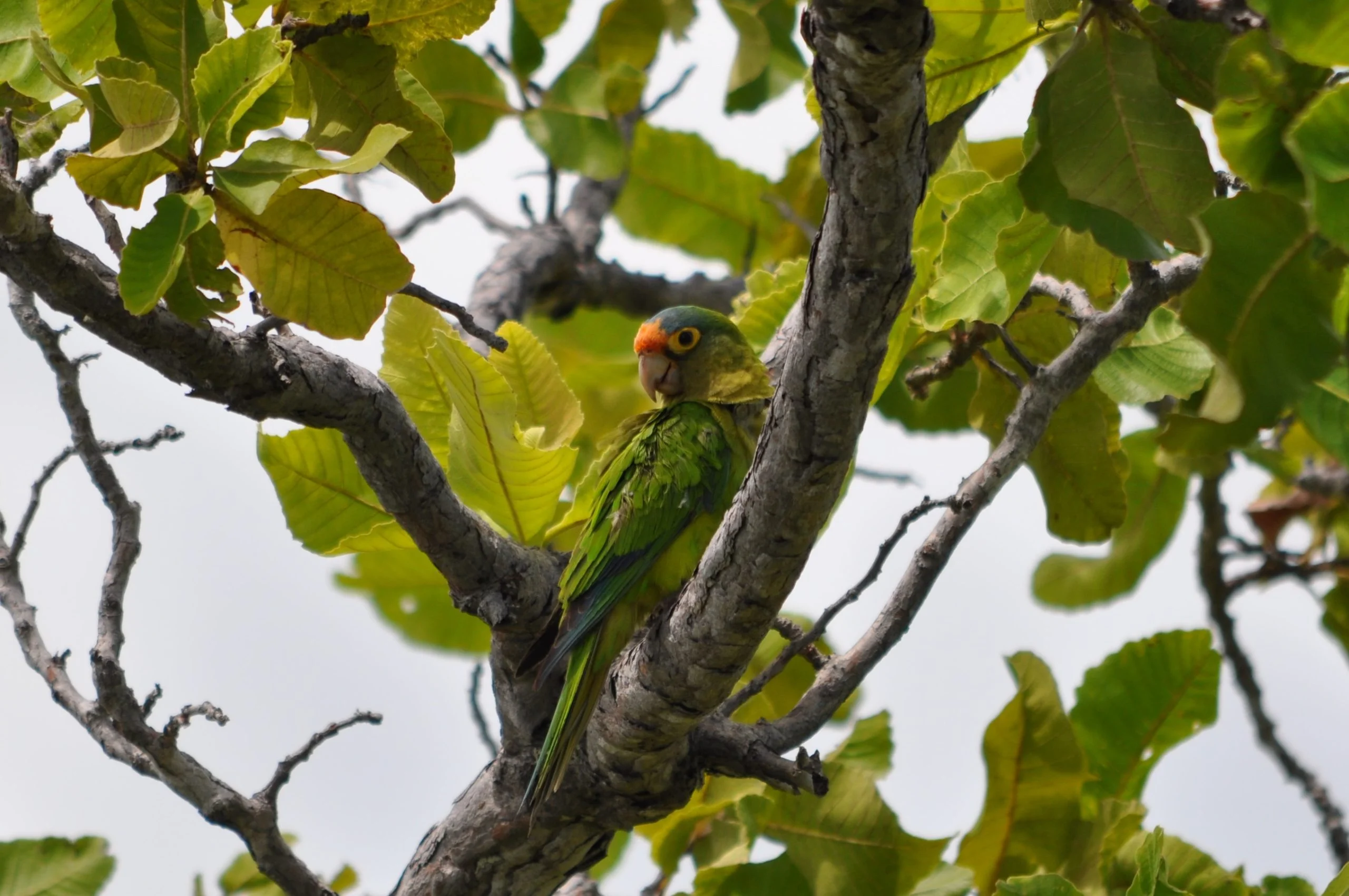wild orange fronted conure after banding scaled