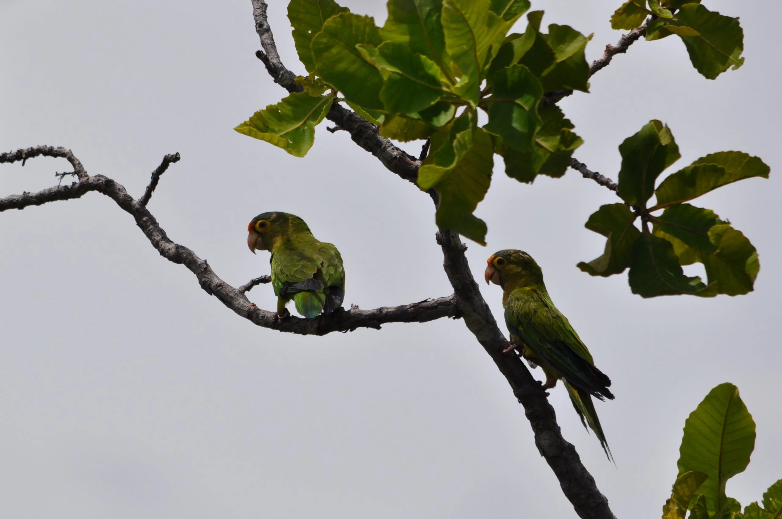 wild orange fronted conures after banding scaled