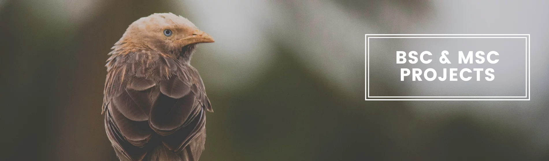 behavioural ecology group website bsc and msc projects 2023